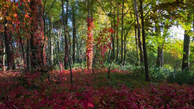 Bois de Cibeins à Misérieux